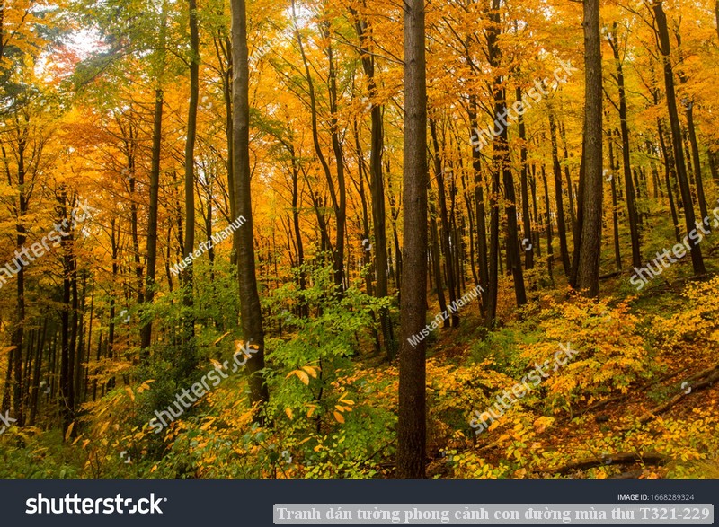 Tranh dán tường phong cảnh con đường mùa thu T321-229